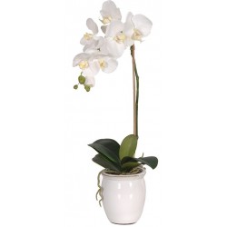 Kwiat WHITE ORCHID